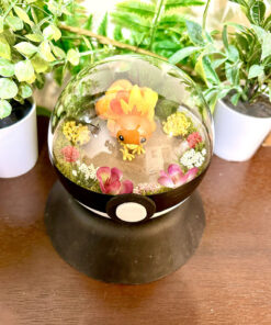 Alternative view of #255 Torchic Pokeball Terrarium