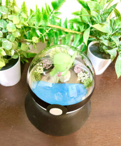 Alternative view of #282 Gardevoir Pokeball Terrarium